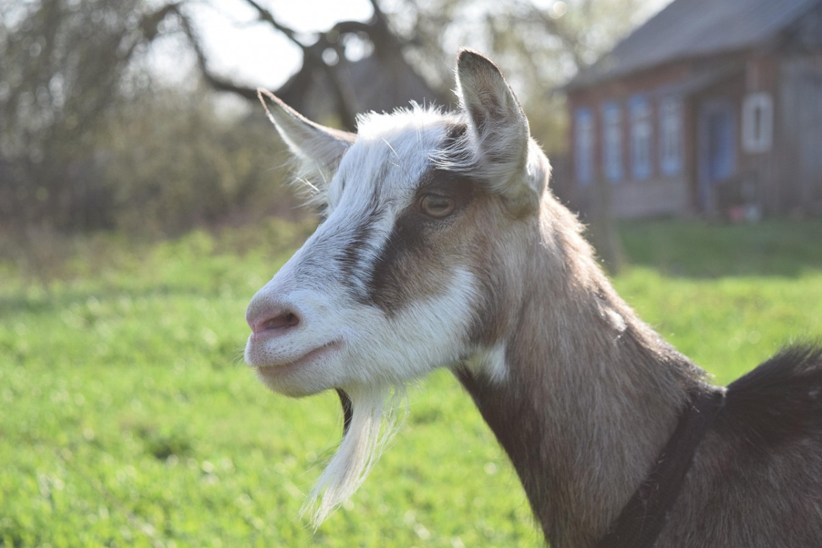 goat milk farm